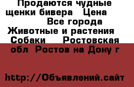 Продаются чудные щенки бивера › Цена ­ 25 000 - Все города Животные и растения » Собаки   . Ростовская обл.,Ростов-на-Дону г.